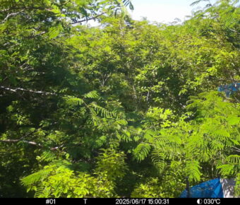 Jun 17 2025 15:00:31, #01