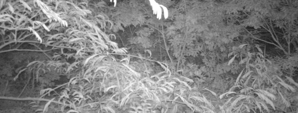 Jun 17 2025 21:00:32, #01