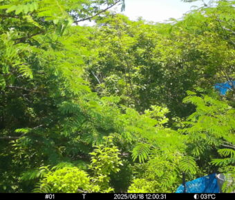Jun 18 2025 12:00:31, #01