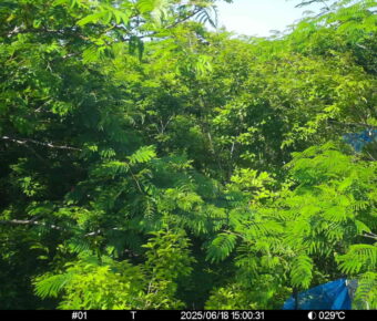 Jun 18 2025 15:00:31, #01