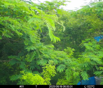 Jun 19 2025  6:00:31, #01