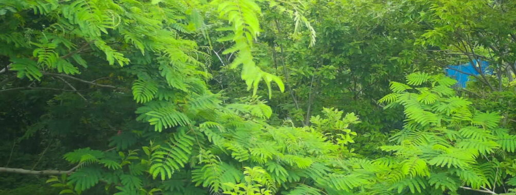 Jun 19 2025  9:00:32, #01