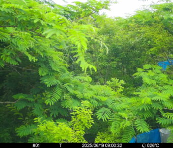 Jun 19 2025  9:00:32, #01