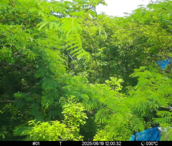 Jun 19 2025 12:00:32, #01