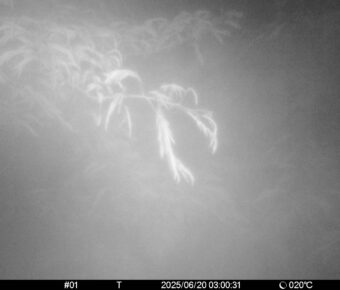 Jun 20 2025  3:00:31, #01