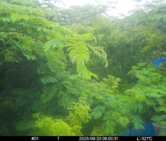 Jun 20 2025  6:00:31, #01