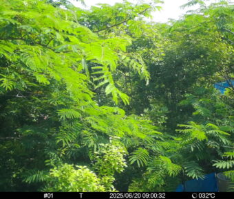 Jun 20 2025  9:00:32, #01