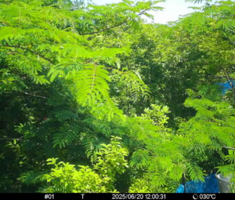 Jun 20 2025 12:00:31, #01