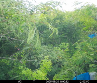 Jun 20 2025 18:00:32, #01