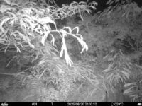 Jun 20 2025 21:00:32, #01