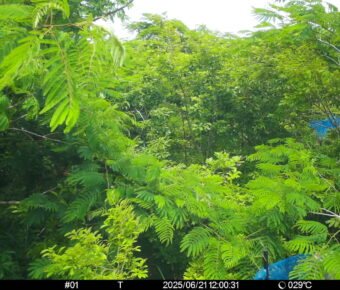 Jun 21 2025 12:00:31, #01