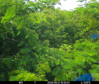 Jun 21 2025 15:00:31, #01