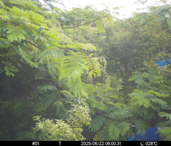 Jun 22 2025  6:00:31, #01