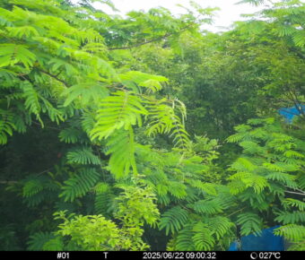 Jun 22 2025  9:00:31, #01