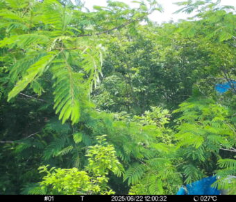 Jun 22 2025 12:00:32, #01