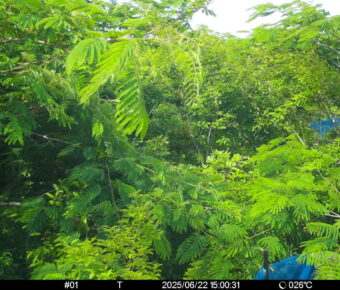 Jun 22 2025 15:00:31, #01