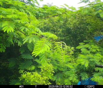 Jun 23 2025 12:00:32, #01