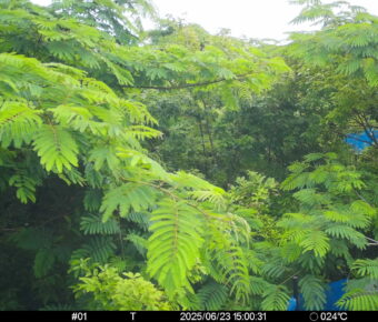 Jun 23 2025 15:00:31, #01