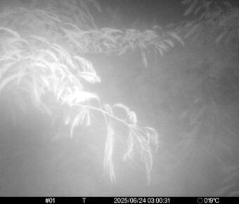 Jun 24 2025  3:00:31, #01