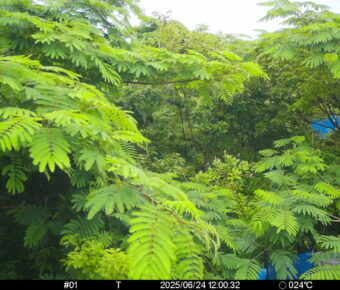 Jun 24 2025 12:00:32, #01