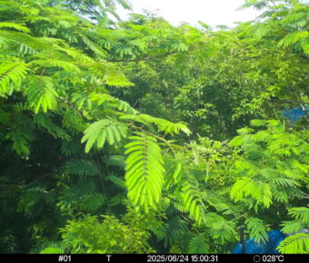 Jun 24 2025 15:00:31, #01