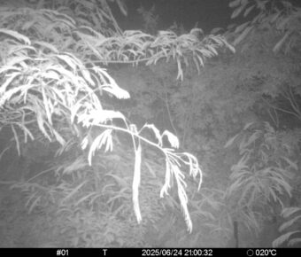 Jun 24 2025 21:00:32, #01