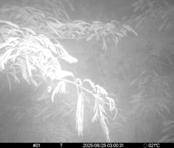 Jun 25 2025  3:00:31, #01