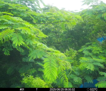 Jun 25 2025  6:00:32, #01
