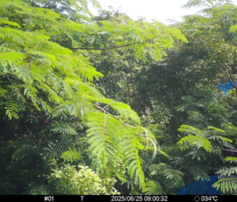 Jun 25 2025  9:00:32, #01