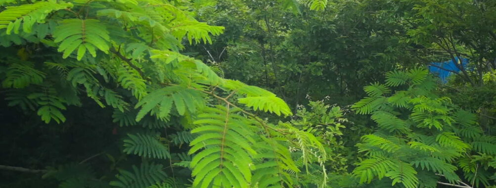 Jun 25 2025 12:00:31, #01
