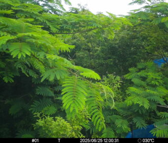Jun 25 2025 12:00:31, #01