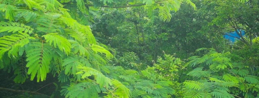 Jun 25 2025 15:00:31, #01