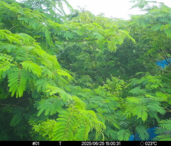 Jun 25 2025 15:00:31, #01