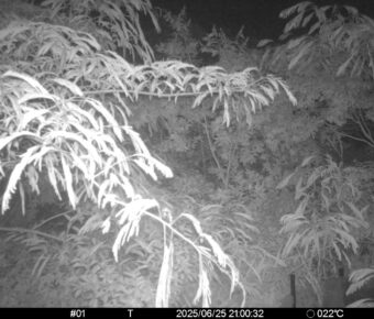 Jun 25 2025 21:00:32, #01