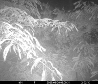 Jun 26 2025  3:00:31, #01