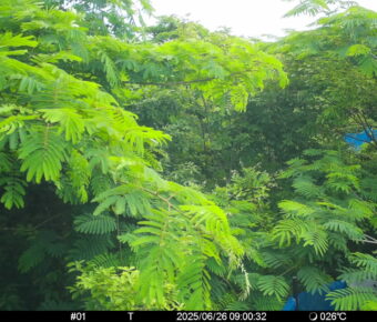Jun 26 2025  9:00:32, #01