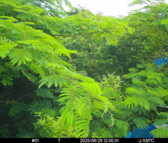 Jun 26 2025 12:00:31, #01