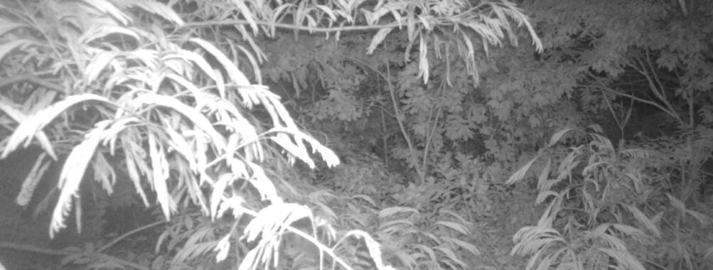 Jun 26 2025 21:00:32, #01