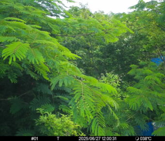 Jun 27 2025 12:00:31, #01