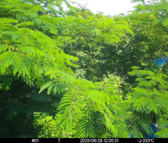 Jun 28 2025 12:00:31, #01