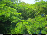 Jun 28 2025 15:00:30, #01