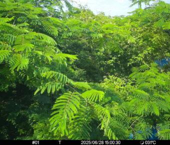 Jun 28 2025 15:00:30, #01