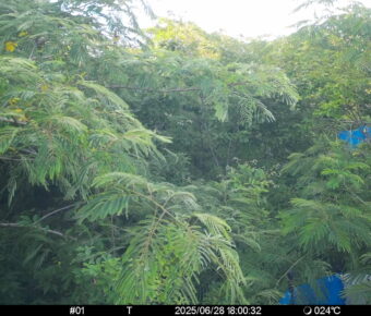 Jun 28 2025 18:00:32, #01