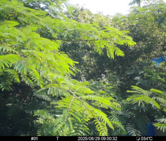 Jun 29 2025  9:00:32, #01