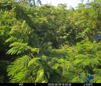 Jun 29 2025 15:00:30, #01