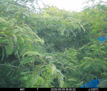 Jun 29 2025 18:00:32, #01