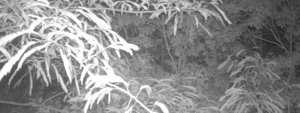 Jun 29 2025 21:00:31, #01