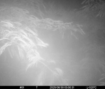 Jun 30 2025  3:00:31, #01