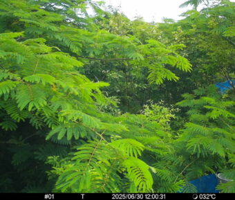 Jun 30 2025 12:00:31, #01