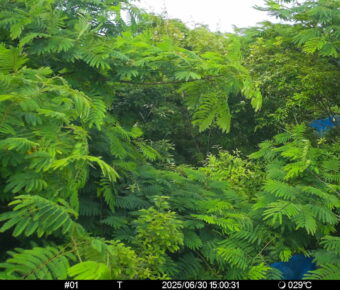 Jun 30 2025 15:00:30, #01